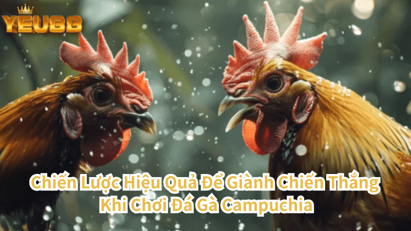 Chiến Lược Hiệu Quả Để Giành Chiến Thắng Khi Chơi Đá Gà Campuchia